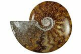 Polished Cretaceous Ammonite (Cleoniceras) Fossil - Madagascar #305942-1